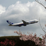 「桜・雲」  と  「日本のジャンボ機」