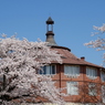 八ヶ岳南麓の桜２０１６