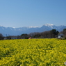 八ヶ岳南麓の桜２０１６