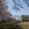 八ヶ岳南麓の桜２０１６