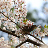 桜最高