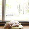 窓辺の留守番犬