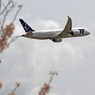 「桜」 と 「珍しい・ポーランド航空」