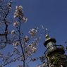 三分咲きでも桜は桜