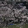 桜見る人々－１４