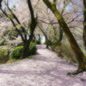 桜の道