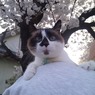 桜  ～君と居れる瞬間～