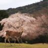 桜の飛火野にて