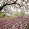 一面を覆う桜の花
