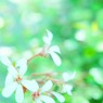 陽だまりに咲く