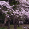 桜の下の相棒