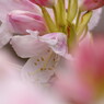 春爛漫　石楠花