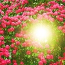 ヒカリへ～石楠花の森～