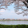 桜の窓