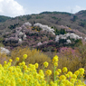 花見山