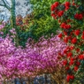 Forest ～石楠花～