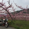 御坂町の桃