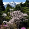 中央アルプス春景色