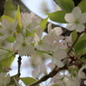 卯月桜ーコケシミズー２