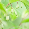 odoratum