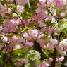 八重桜と共に