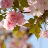 一心寺の牡丹桜