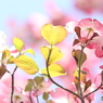 赤の季節　２