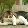 ねこ　その４４