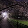 雨上がりの野川公園の桜は観る人もなく