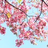 赤の季節 　３ 