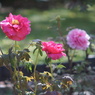 OM-SYSTEM E.ZUIKO 135/3.5