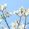 白の季節　