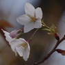 桜・さくら・サクラ-8