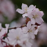 桜・さくら・サクラ-9