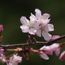 桜・さくら・サクラ-10