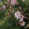 桜・さくら・サクラ-11