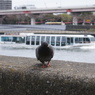 隅田川の鳩