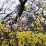 桜とレンギョウ