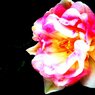 FxCam_1272506039618