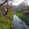 忍野の川