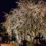 足羽神社のしだれ桜その１（2016福井の夜桜シリーズ）