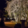 足羽神社のしだれ桜その２（2016福井の夜桜シリーズ）