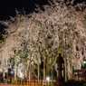 足羽神社のしだれ桜その３（2016福井の夜桜シリーズ）