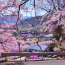 高遠春景色