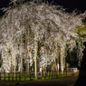 足羽神社のしだれ桜その４（2016福井の夜桜シリーズ）