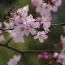 桜・さくら・サクラ-13
