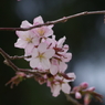 桜・さくら・サクラ-14