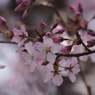 桜・さくら・サクラ-15
