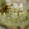 桜・さくら・サクラ-16