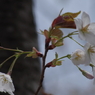 桜・さくら・サクラ-17